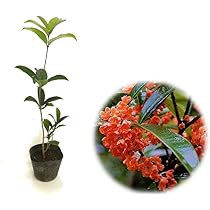 Amazon.co.jp: 「 フレグランスレッド 」キンモクセイ 12cm